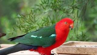 AUSTRALIAN KING PARROT MALE & FEMALE IN THE SUBURBS