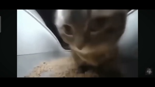 чипи чипи чапа чапа песня
