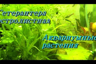 Аквариумные растения. Выпуск 2: Гетерантера Остролистная