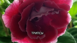 Трипсы на глоксинии. Спасаю комнатные растения. Применение Актары  и  Актеллика.