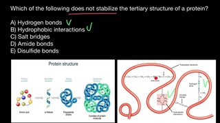 Protein folding - 5