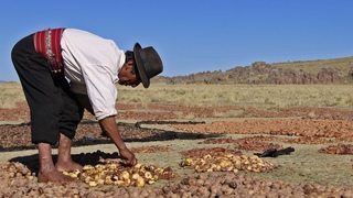 Chuo, sabidura alimentaria andina