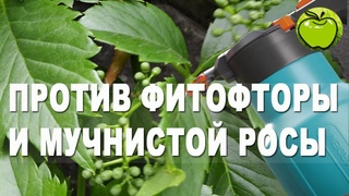 Мучнистая роса и фитофтора - не страшны. Чем опрыскивать растения от болезней?