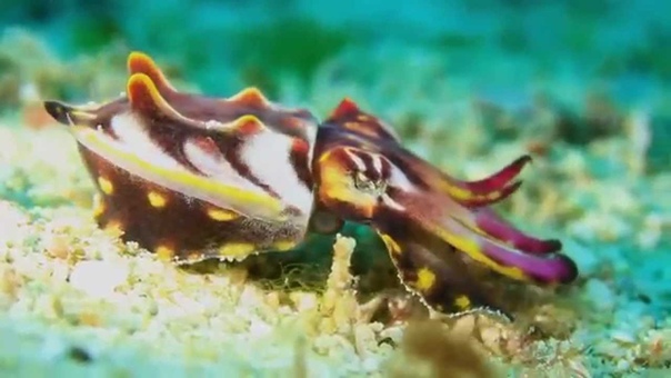 Science Today: Colorful Cephalopods, California Academy of