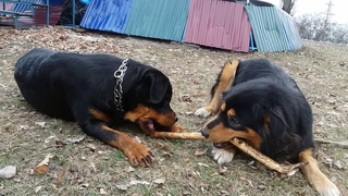 Балу Монгол Банхар и Ротвейлер Арти - чья палка? Balu mongol Banhar and rottweiler friends