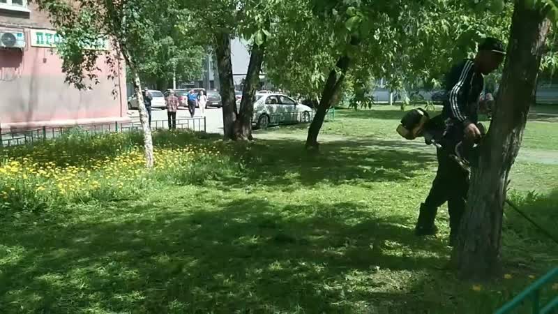 Сибирский цирюльник и день России Отдых, ромашки и