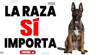 El Pastor Belga Malinois Es para Ti Razones para Pensarlo Dos Veces