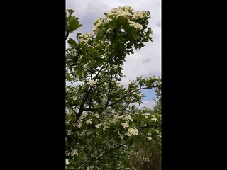 VID 20190508 121616