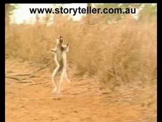 Madagascar's Dancing Lemurs | Storyteller Media