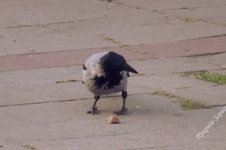 Ворона щелкает грецкие орехи. Raven snaps walnuts.