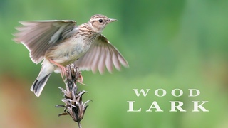 Woodlark. Birds singing and chirping in the spring forest.
