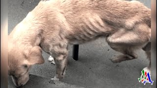 Бездомный РАНЕНЫЙ ПЁС бродил по улицам, уже не надеясь на спасение