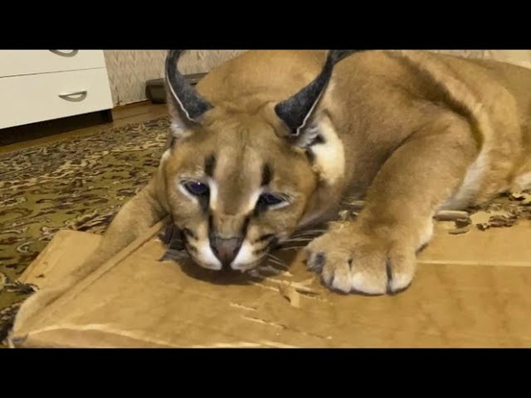 Gosha Chews up Cardboard in Slow Motion : Big Floppa,
