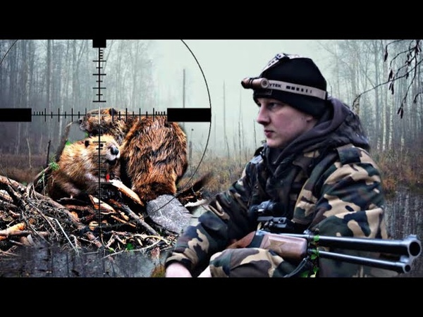 Охота на бобра. Трофей сезона. Закрыли все лицензии. Beaver