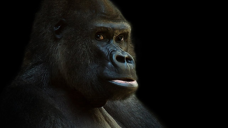 Harambe Forever Rucka Rucka