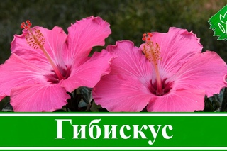 Садовый гибискус – посадка и размножение, выращивание и уход за гибискусом; виды и сорта гибискуса