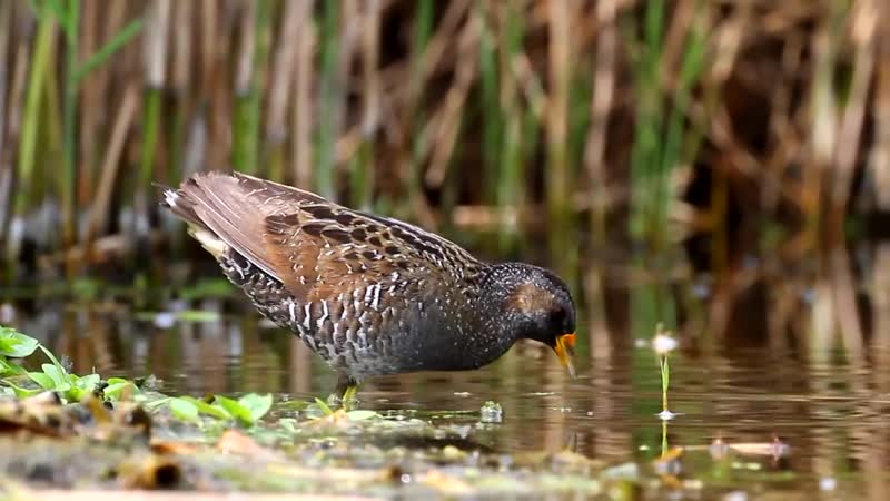 Spotted crake, Погоныш, Porzana