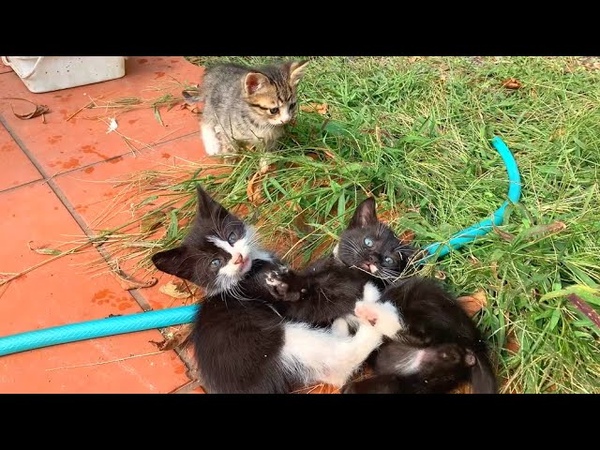 Little cute kittens playing American wrestling