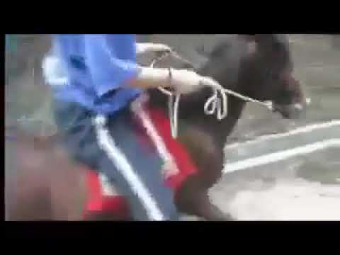 funny video sexy girls pony