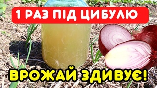 КРУПНА, ЩІЛЬНА, СОКОВИТА ЦИБУЛЯ! Годую у червні і забуваю до збору врожаю