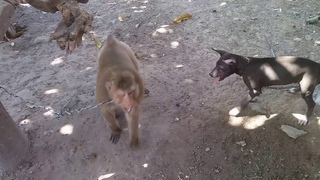 Monkey vs Dog