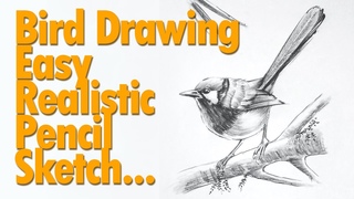 How to draw a bird || Easy pencil drawing for beginners