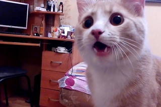 Котопёс