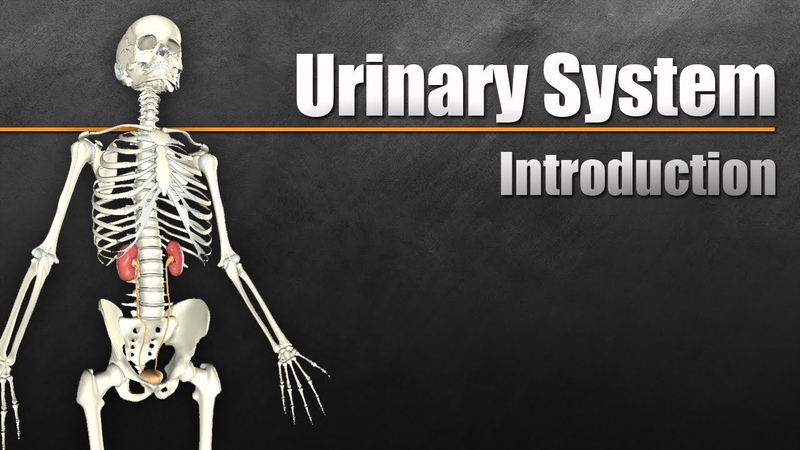 The Urinary System In 7