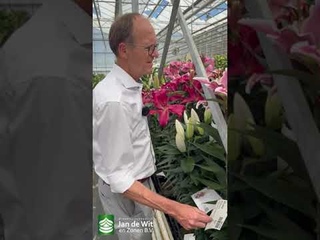Welcome to our lily test greenhouse  @jandewitenzonenbv