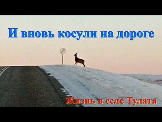 И вновь косули на дороге