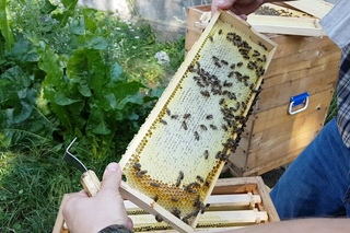 УЛЕЙ ВЕЛИКОРУСЬКИЙ Часть 6. Медосбор Beekeepers Honeybees Beehives