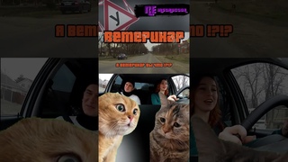 КОШМАР ВЕТЕРИНАРА #Shorts #автошкола #Ставрополь
