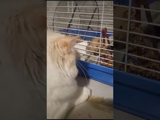 Кот, что так смотришь