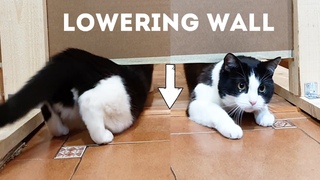 Go under the Lowering Wall. Cats = liquid???