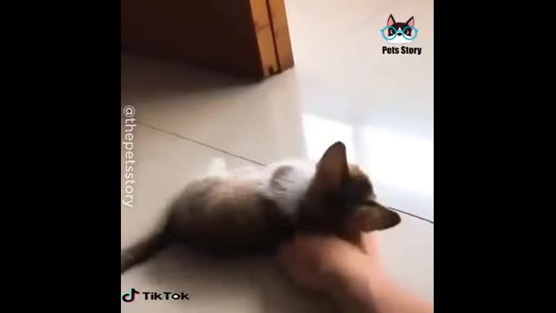 Cuteness Overload: Please Don t Glitch
