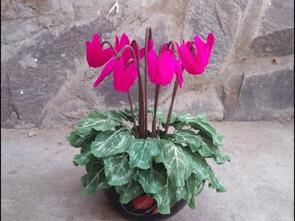 ABC TV, How To Make Cyclamen Plant With Crepe Paper Craft