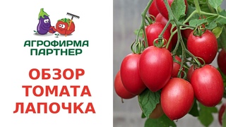 ОБЗОР ТОМАТА ЛАПОЧКА