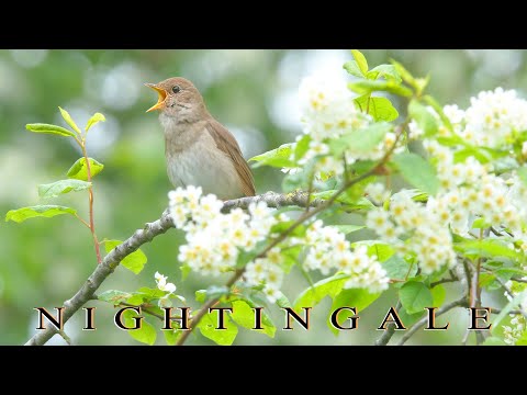 Nightingale. Singing birds in blooming bird cherry. The best bird song