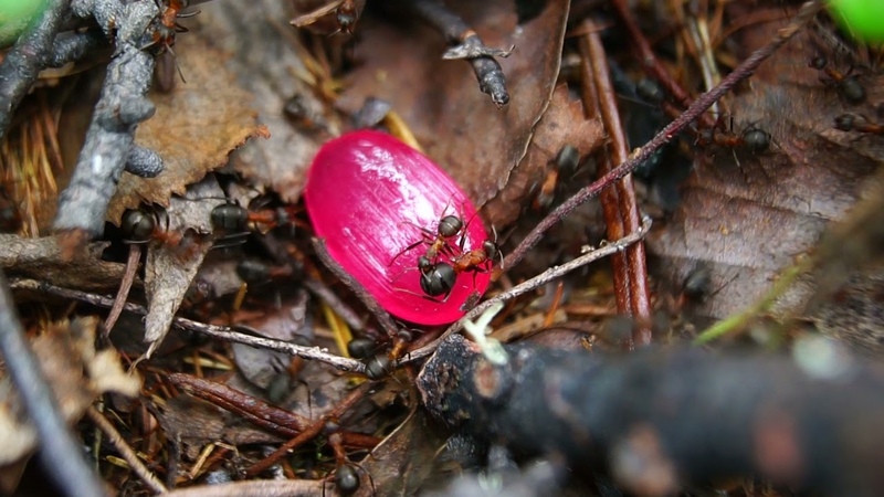 Красные муравьи набросились на конфету. Red ants pounced on the