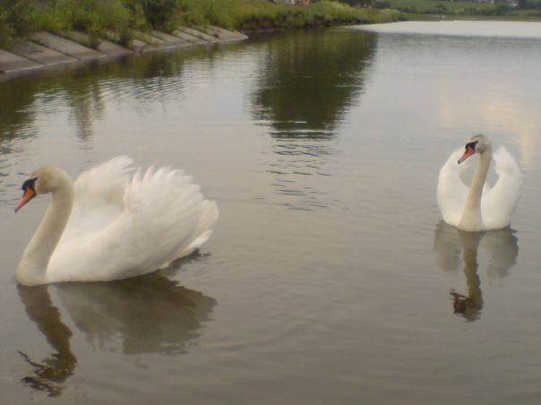 №23, Богдана Шийка №23, Богдана Шийка