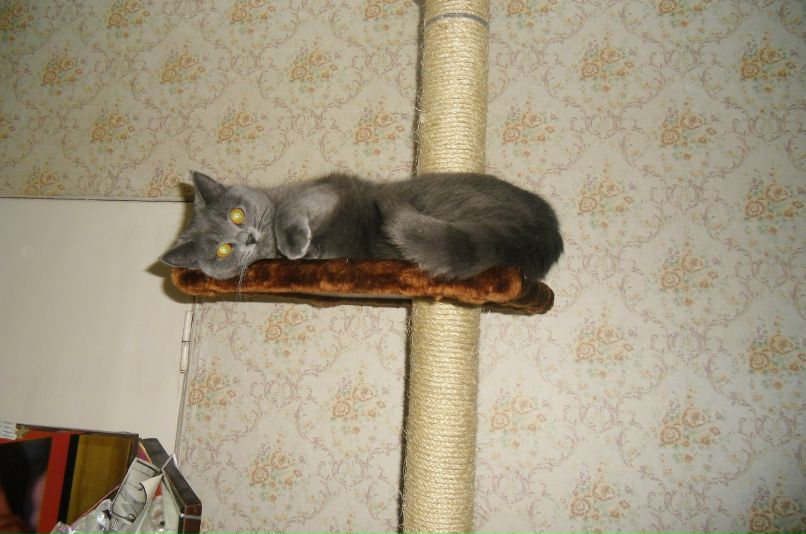 Света Касаткина | Лесной