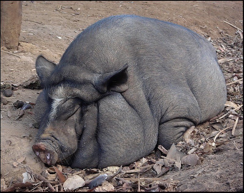 Дима Полеев | Пенджикент