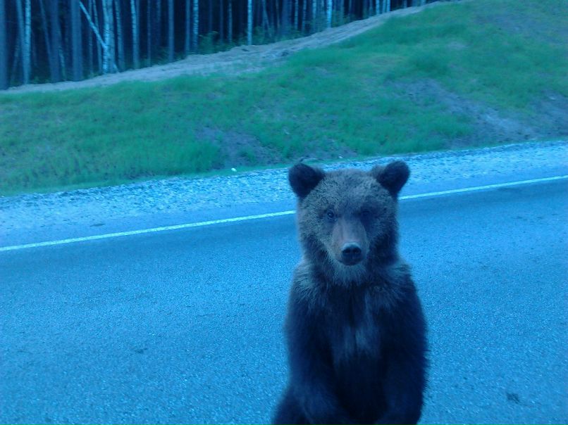 Ривал Тимканов Равильевич | Ханты-Мансийск