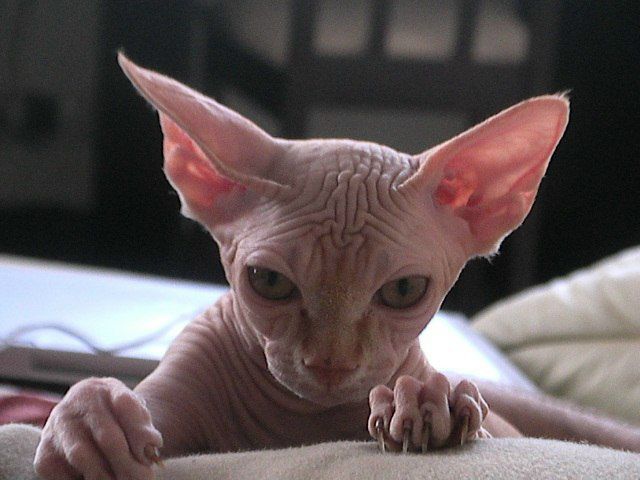 №74, Анна Дерека, 39 лет, Харьков №74, Анна Дерека, 39 лет, Харьков