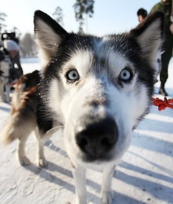 Tangled Angel カーチャ | 