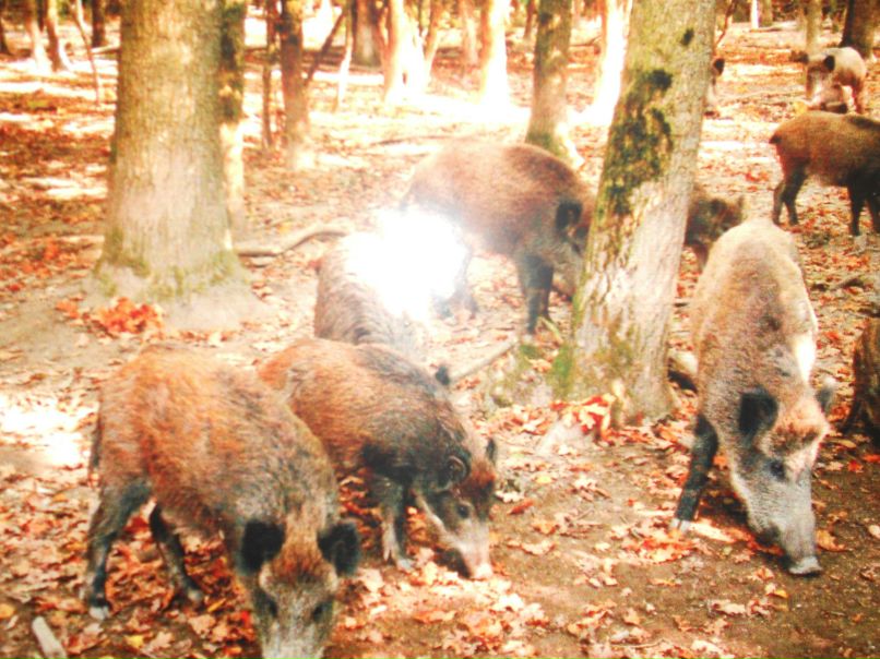 Арсеній Кунька | Львов