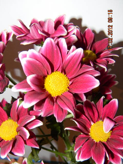 Элина Костюк | Николаев