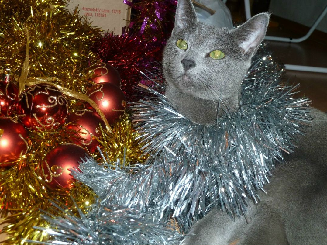 Александр Гордов | Тамбов