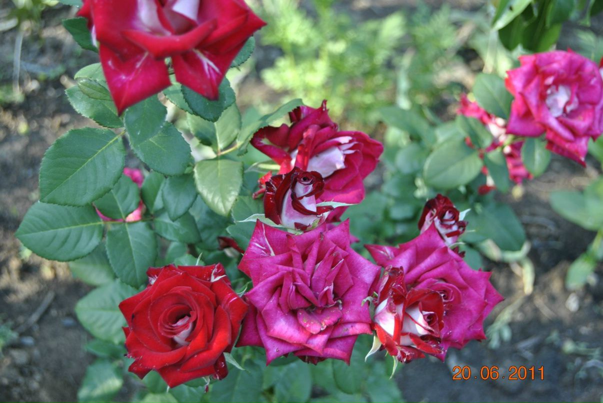 Татьяна Гуртовая | Харьков