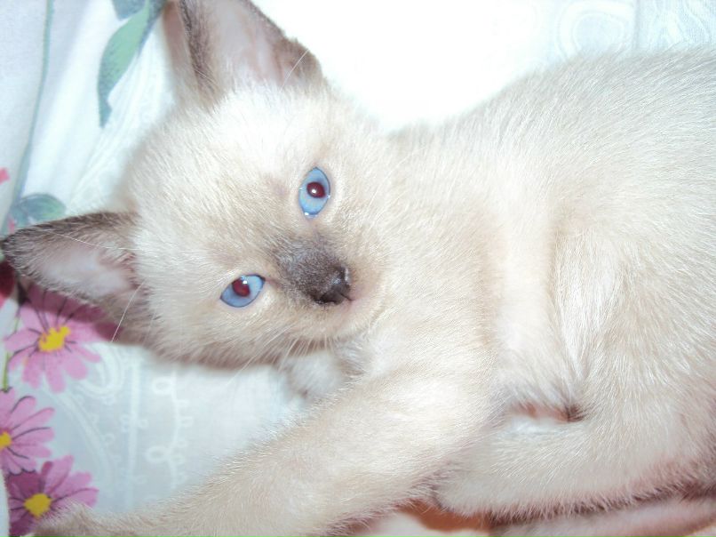 Светлана Светлова | Валдай